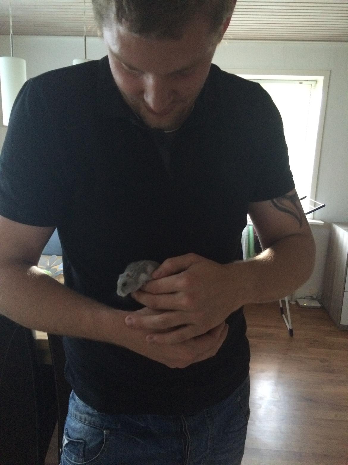 Dværghamster Hugo billede 2