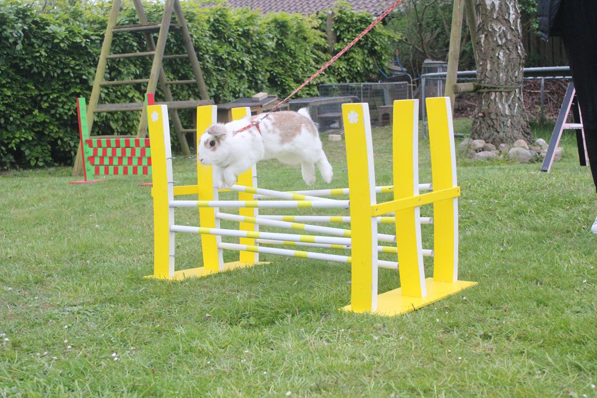 Kanin Bjørkvangs Miina billede 1