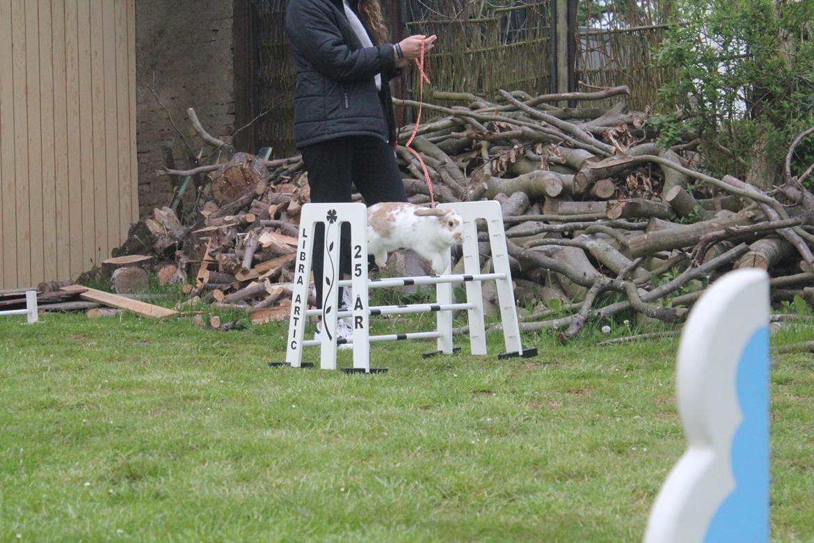 Kanin Bjørkvangs Miina billede 3