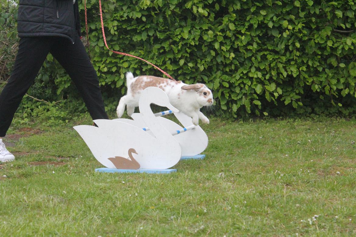 Kanin Bjørkvangs Miina billede 4