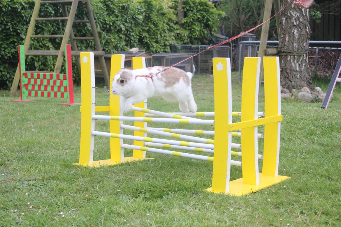 Kanin Bjørkvangs Miina billede 10