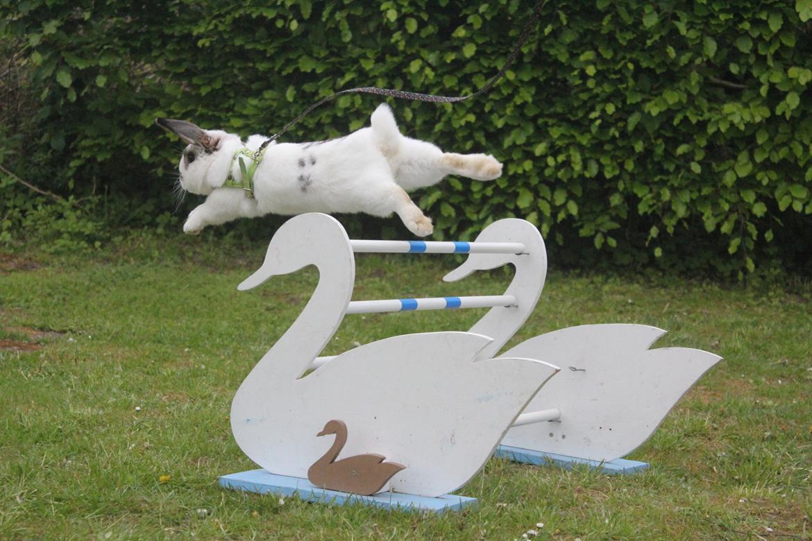 Kanin Winds Giyan billede 1