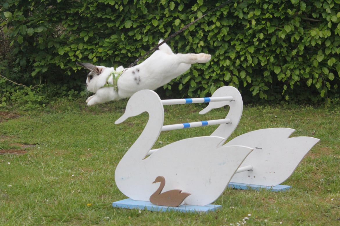 Kanin Winds Giyan billede 10