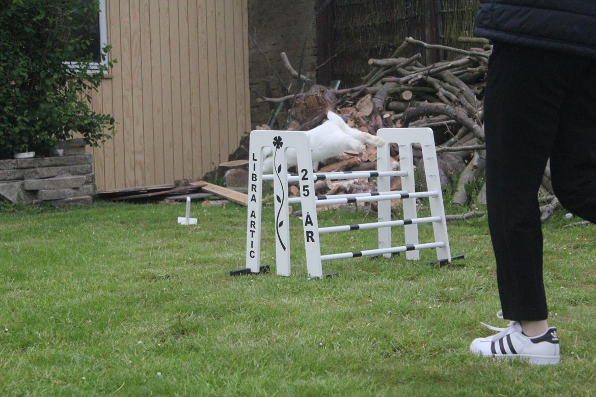 Kanin Winds Giyan billede 38