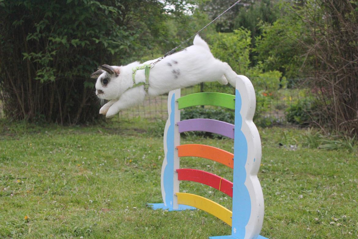 Kanin Winds Giyan billede 4