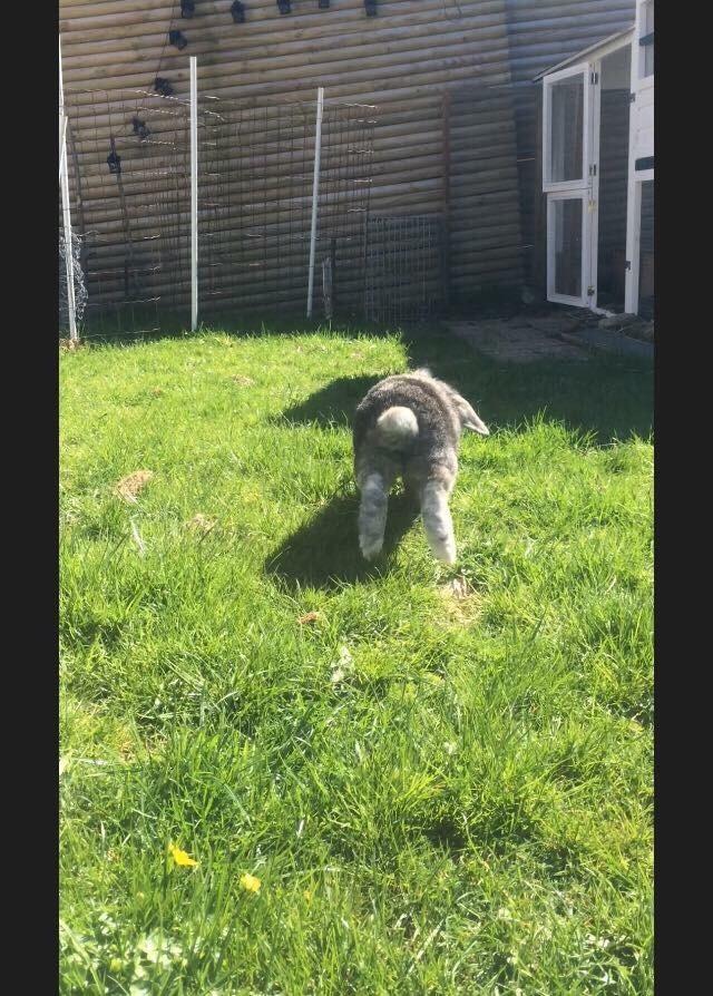 Kanin *Stampe* Aflivet billede 1