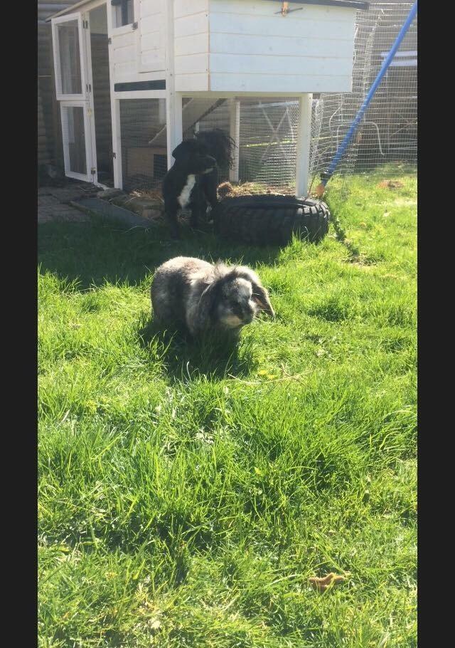 Kanin *Stampe* Aflivet billede 3