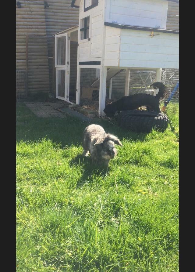 Kanin *Stampe* Aflivet billede 2