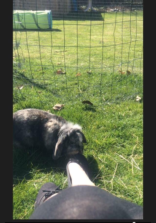 Kanin *Stampe* Aflivet billede 4