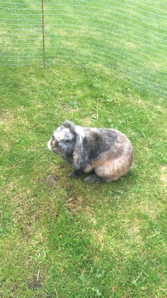 Kanin *Stampe* Aflivet billede 5