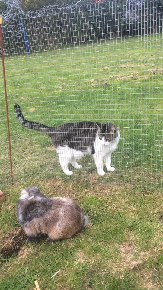 Kanin *Stampe* Aflivet billede 6