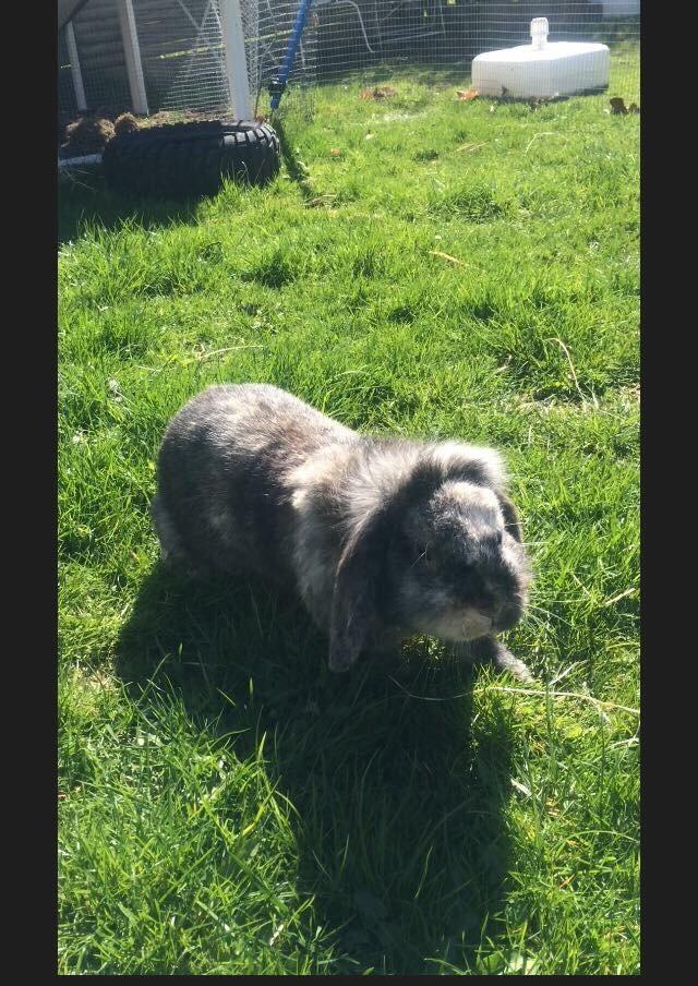 Kanin *Stampe* Aflivet billede 8