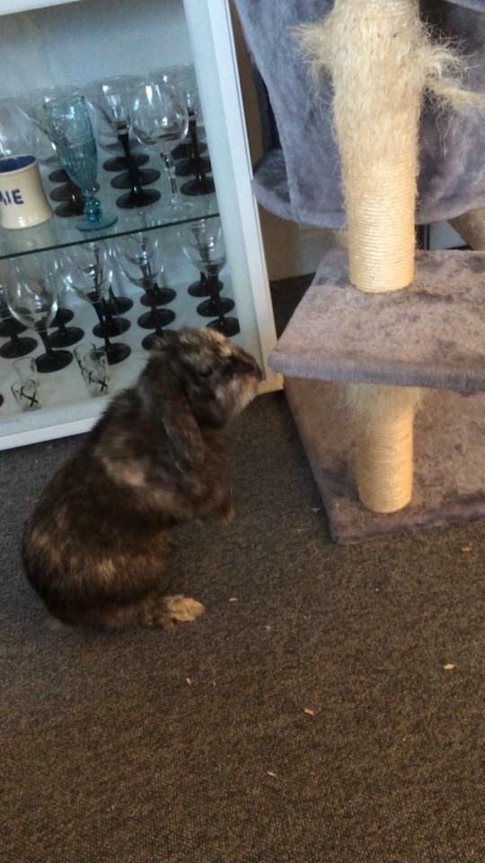 Kanin *Stampe* Aflivet billede 9