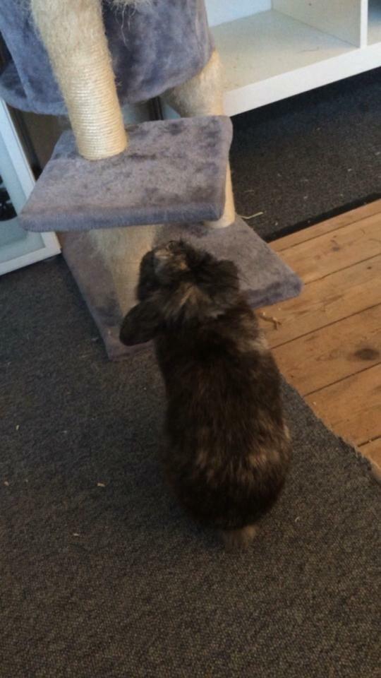 Kanin *Stampe* Aflivet billede 10