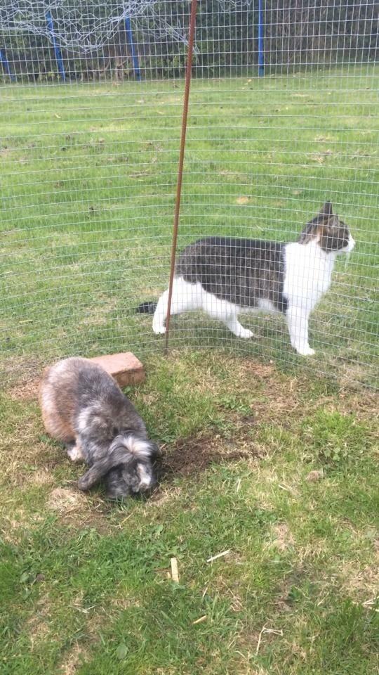 Kanin *Stampe* Aflivet billede 7