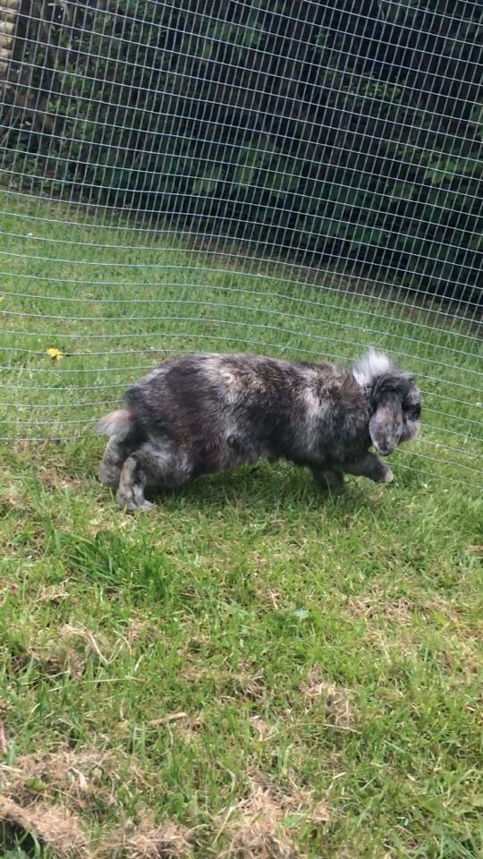 Kanin *Stampe* Aflivet billede 12