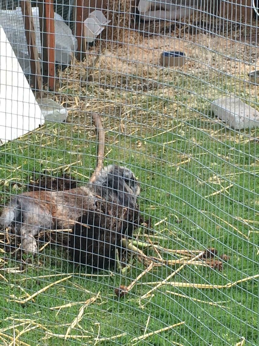 Kanin *Stampe* Aflivet billede 11