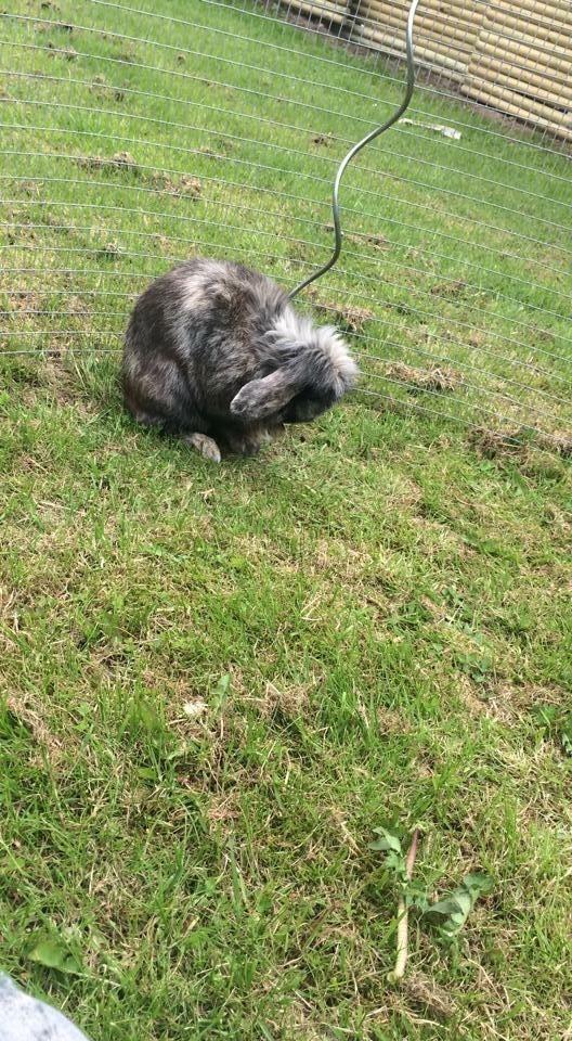 Kanin *Stampe* Aflivet billede 14