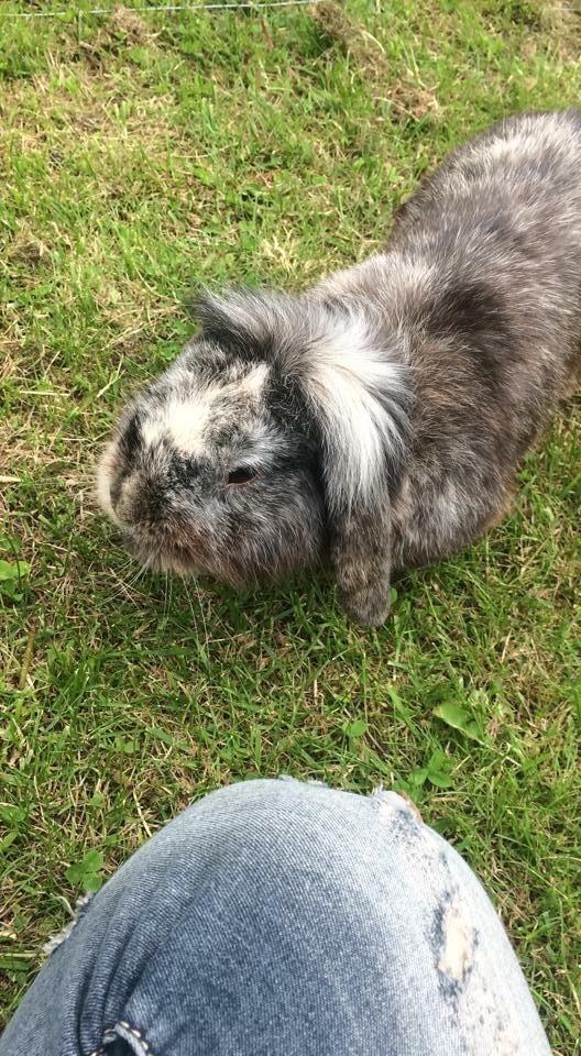 Kanin *Stampe* Aflivet billede 13