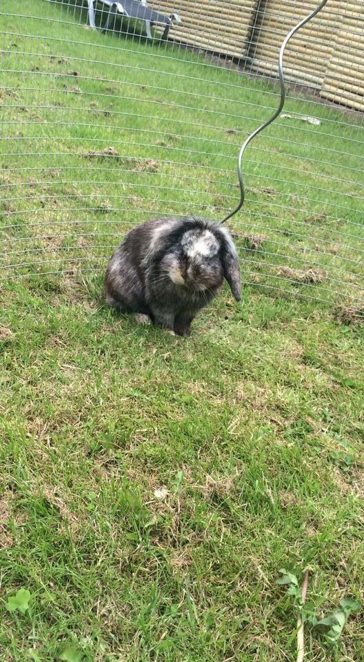 Kanin *Stampe* Aflivet billede 15