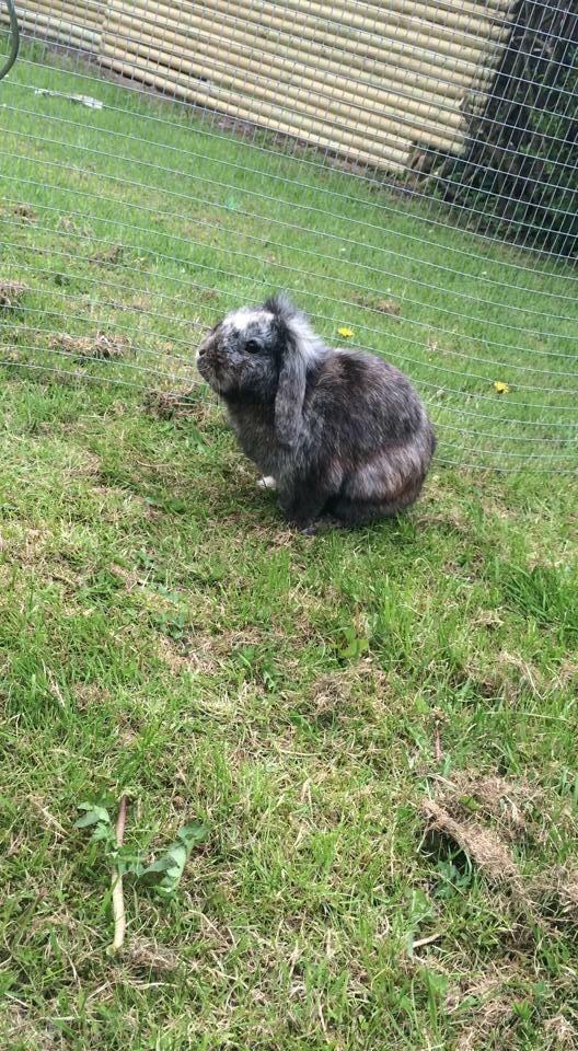 Kanin *Stampe* Aflivet billede 16