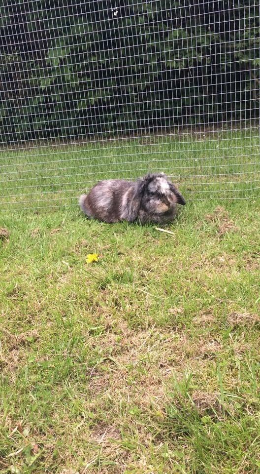 Kanin *Stampe* Aflivet billede 17