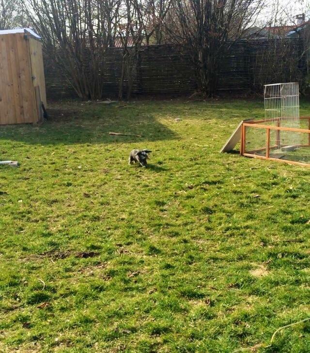 Kanin *Stampe* Aflivet billede 18