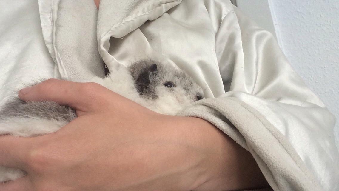 Marsvin *Bagge's Buddha* billede 2