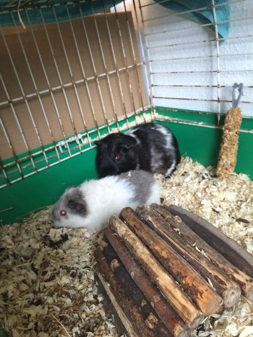 Marsvin *Bagge's Buddha* billede 3