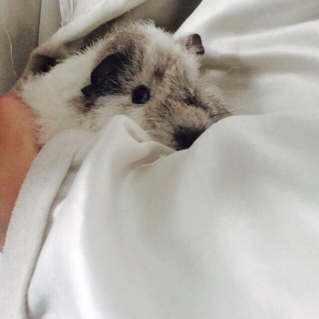 Marsvin *Bagge's Buddha* billede 5