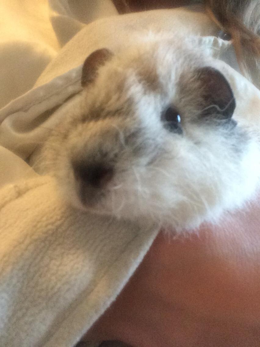 Marsvin *Bagge's Buddha* billede 6