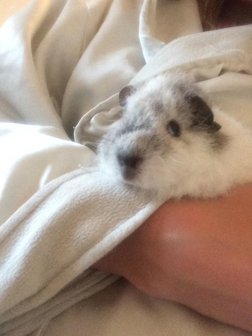 Marsvin *Bagge's Buddha* billede 7