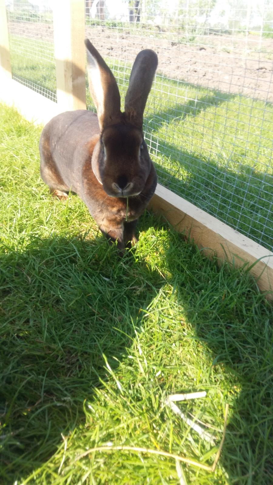 Kanin Moni billede 4