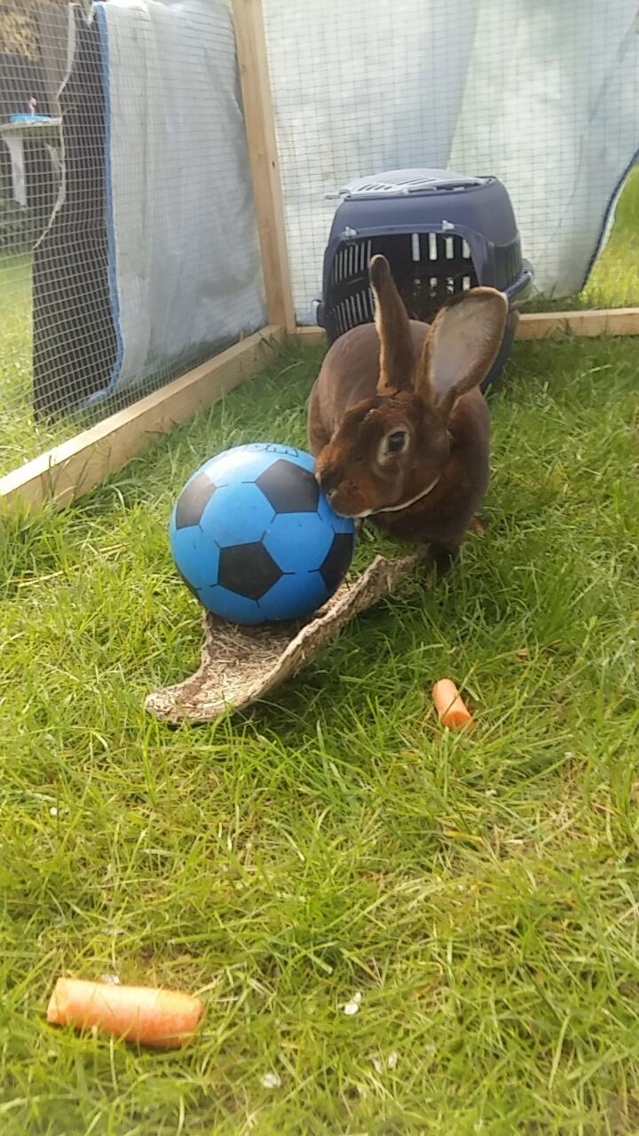 Kanin Moni billede 5