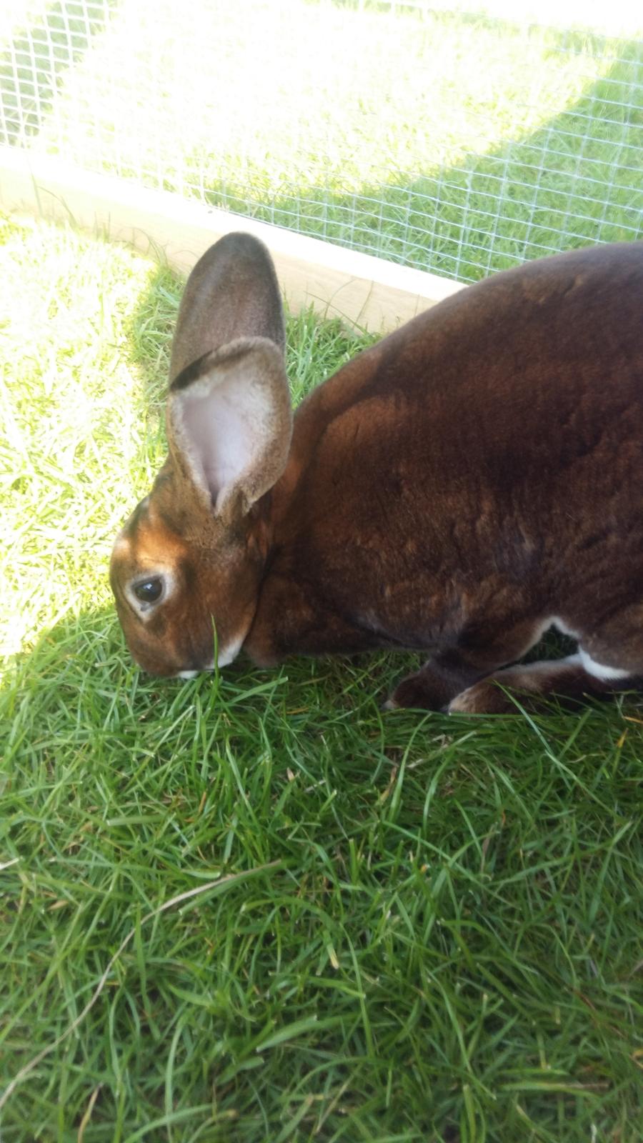 Kanin Moni billede 7