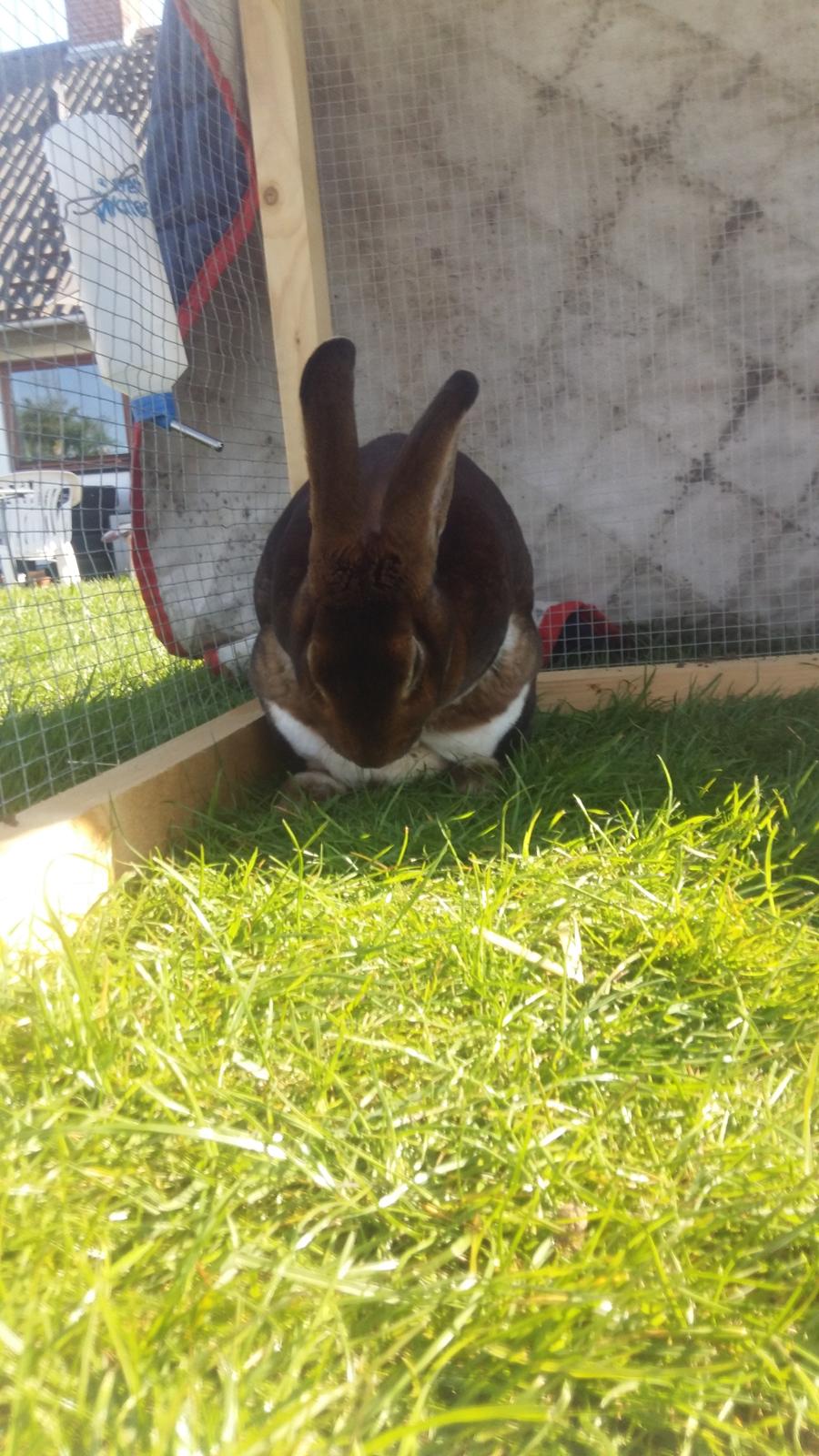 Kanin Moni billede 8