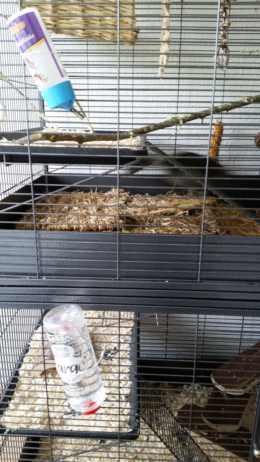 Chinchilla Bach billede 5