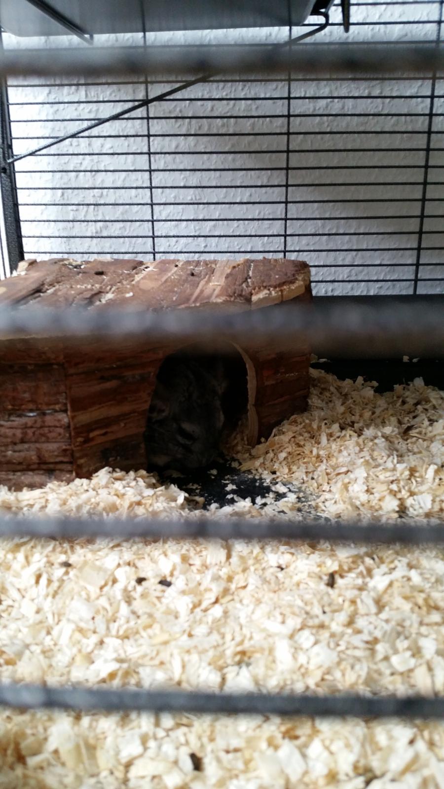 Chinchilla Beethoven R.I.P billede 6