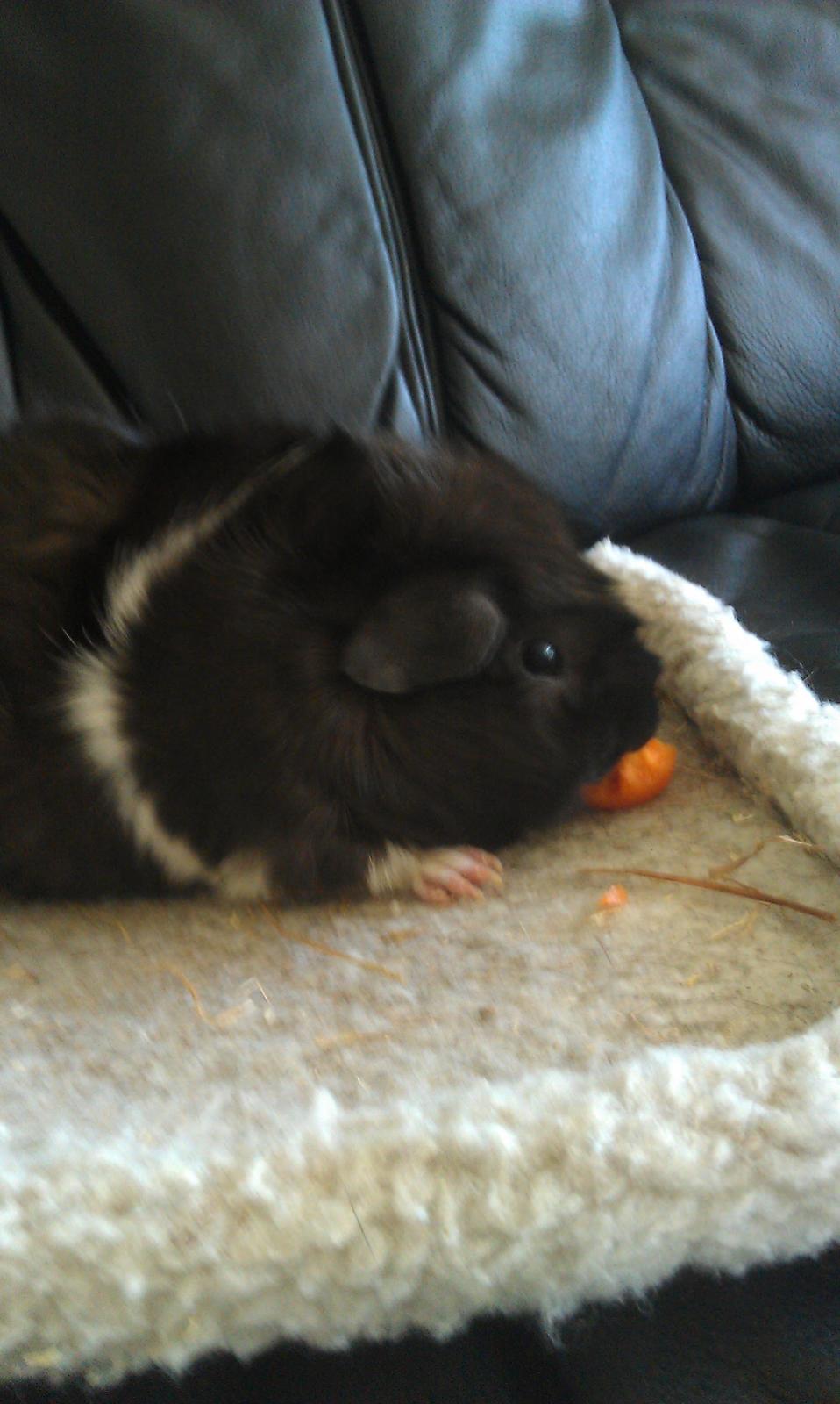 Marsvin Bamse billede 2