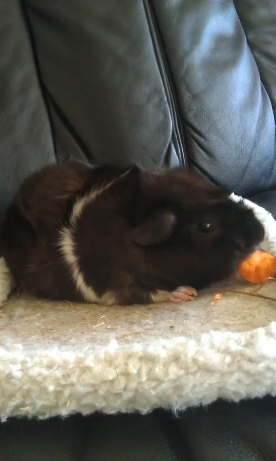 Marsvin Bamse billede 3