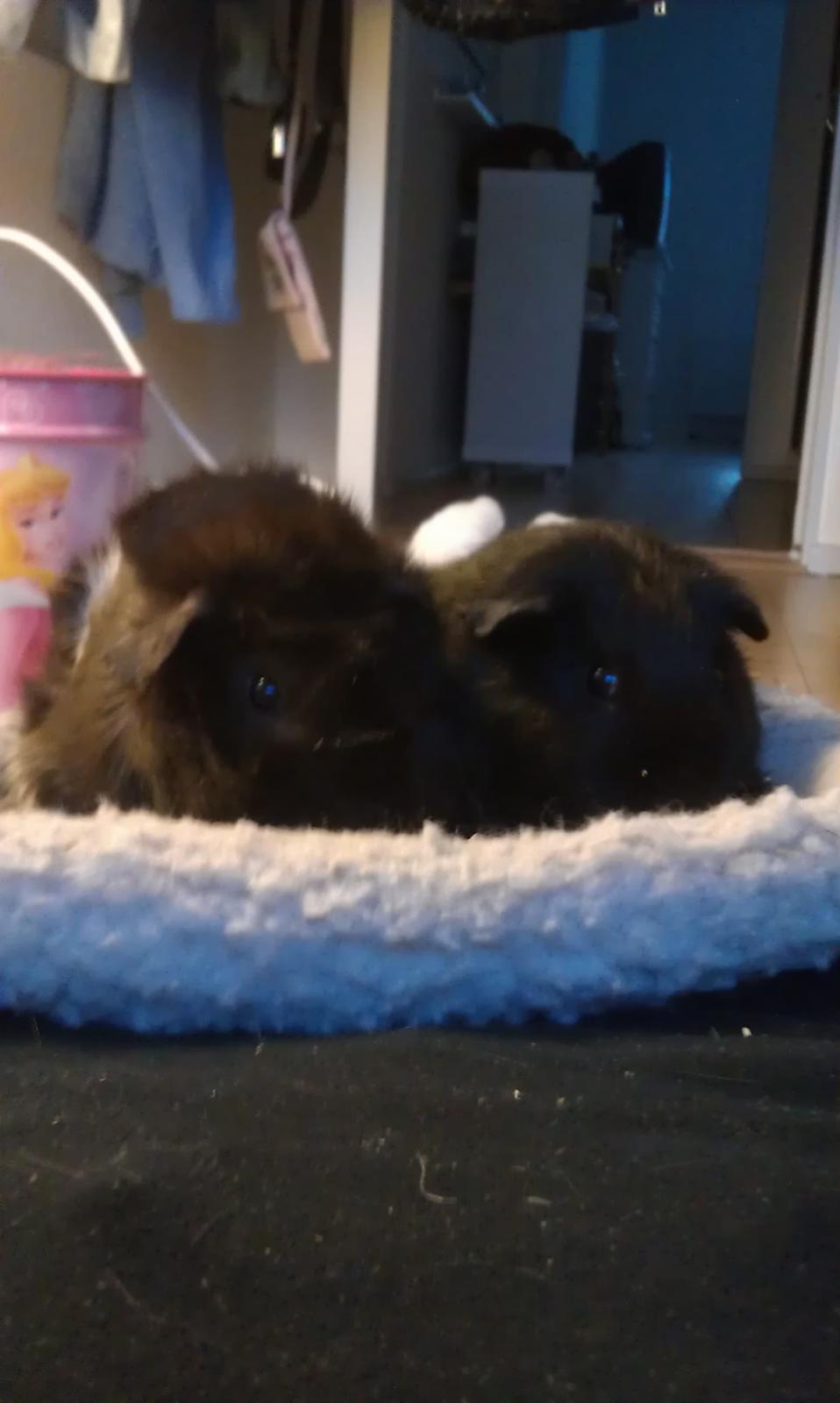 Marsvin Bamse billede 4