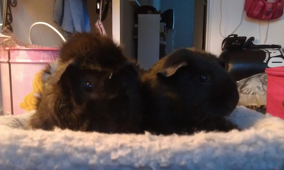 Marsvin Bamse billede 5