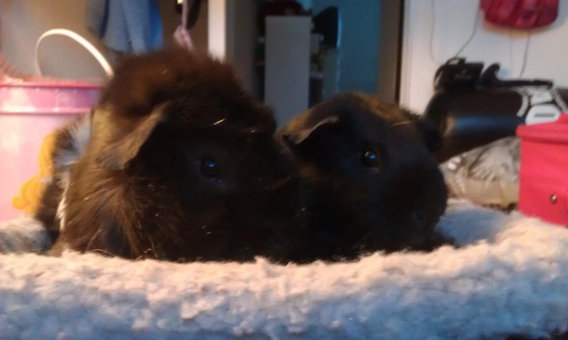 Marsvin Bamse billede 6