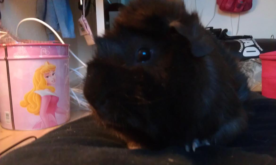 Marsvin Bamse billede 7