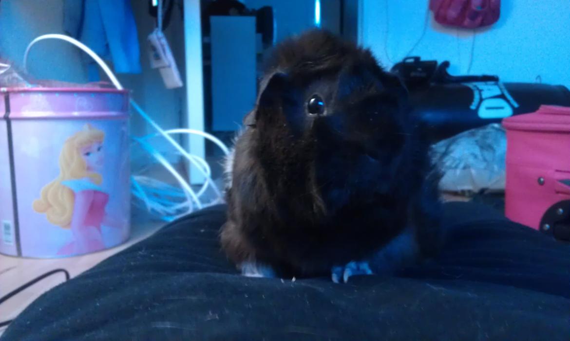 Marsvin Bamse billede 8