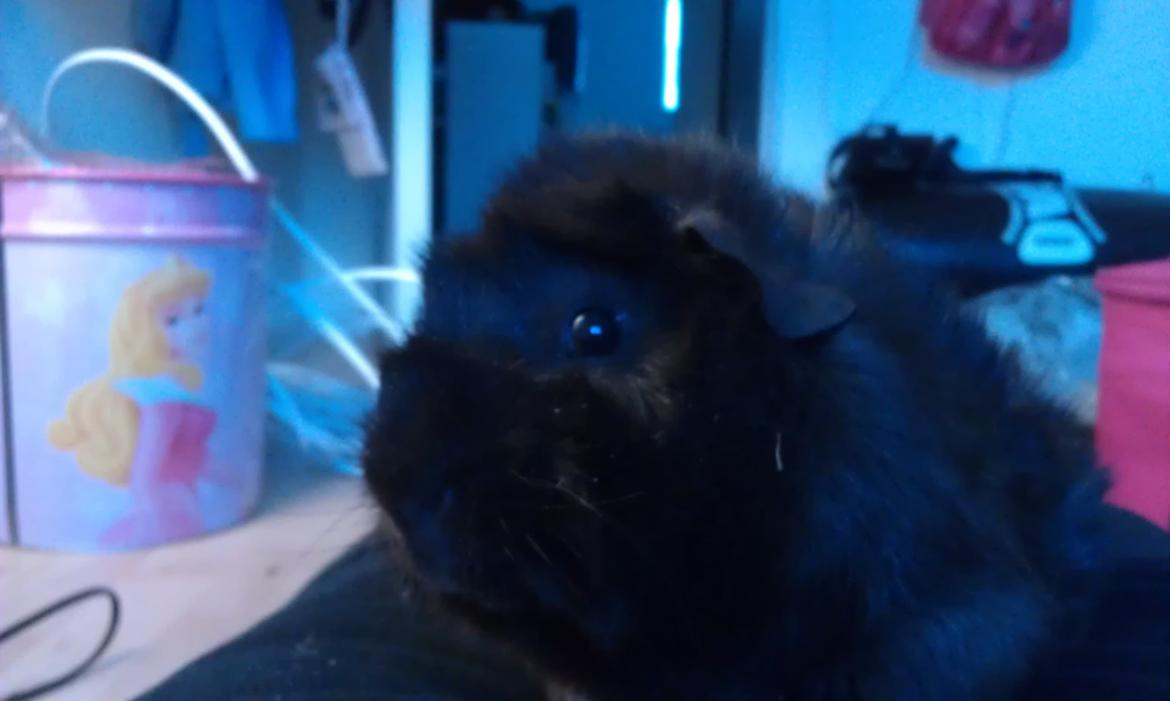 Marsvin Bamse billede 9