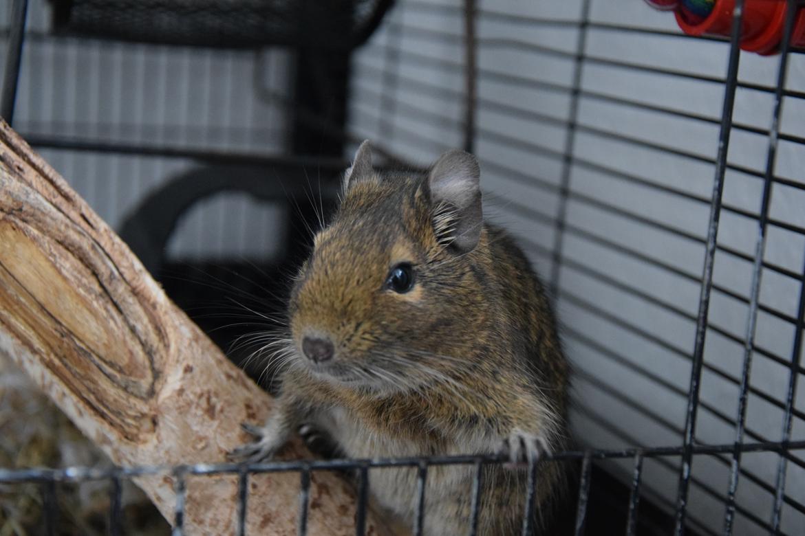 Degu Papaya (hvil i fred <3) billede 3