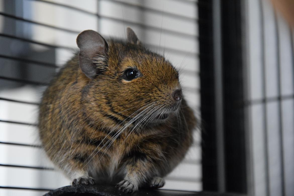 Degu Papaya (hvil i fred <3) billede 2