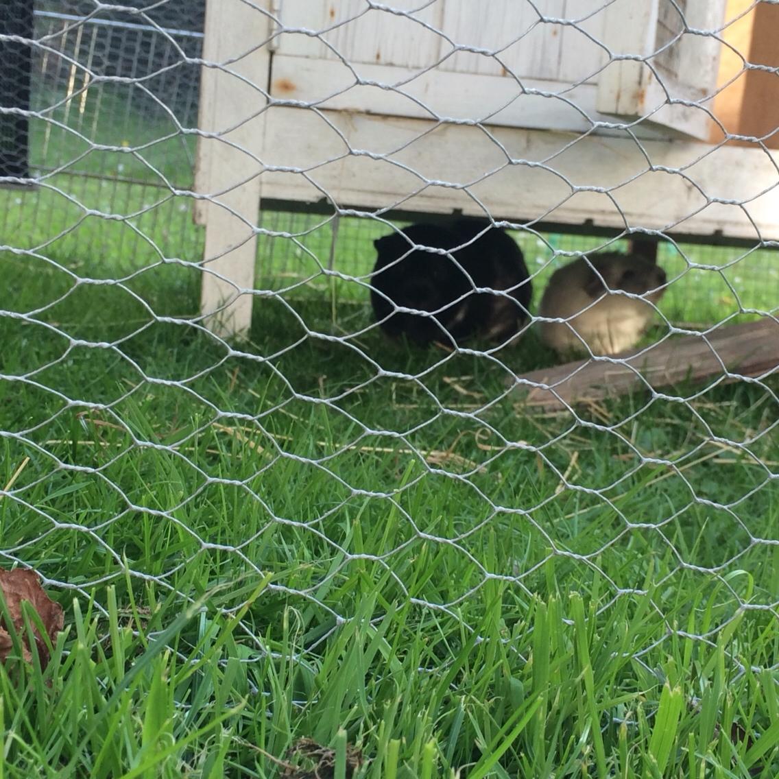 Marsvin *Bagge's Buddha* billede 9