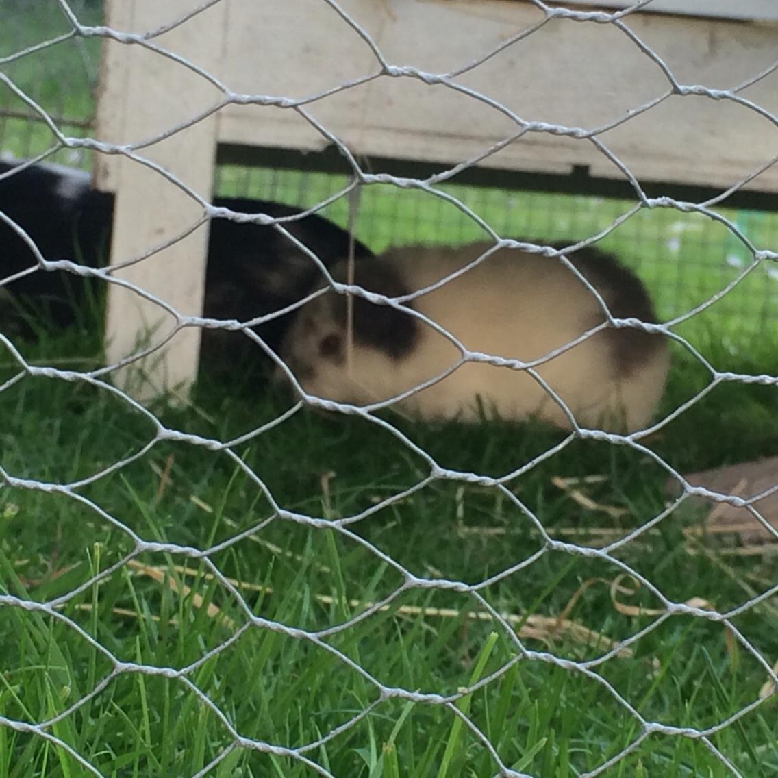 Marsvin *Bagge's Buddha* billede 8